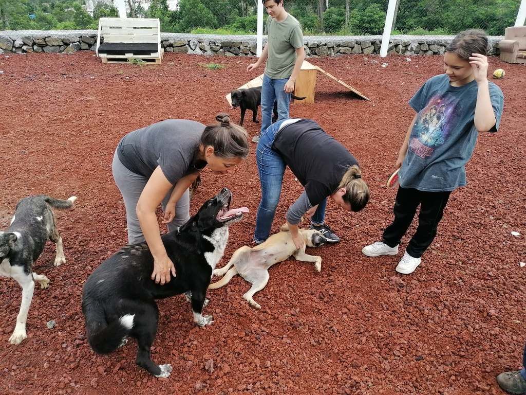 Voluntários socializaram com animais no Canil Municipal