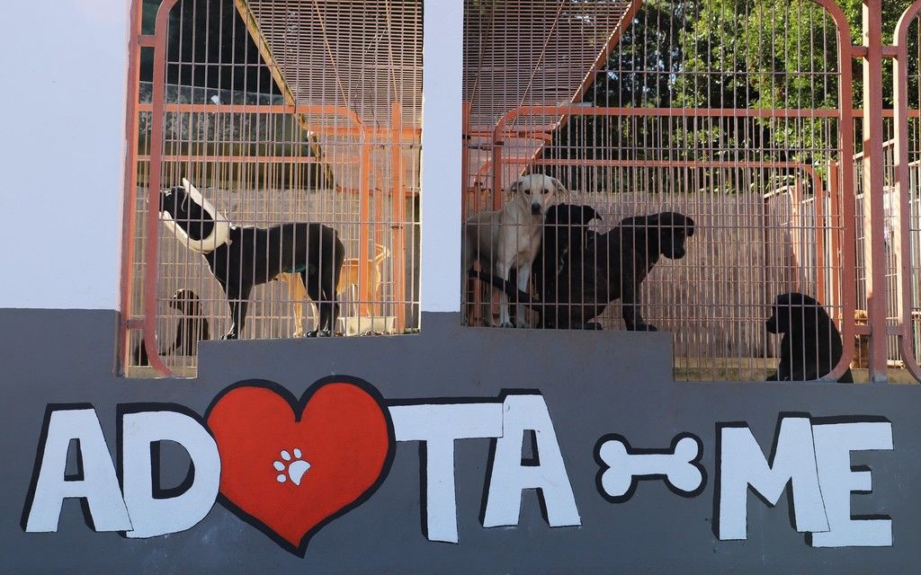 Menos abandonos e mais adoções no Canil Municipal de São Roque do Pico