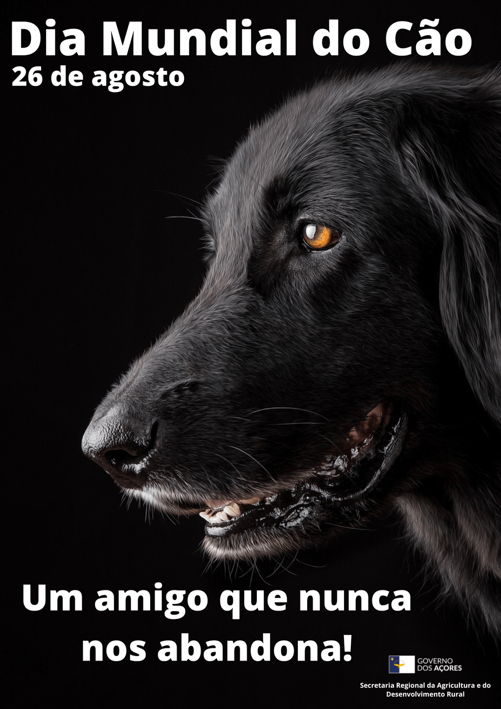 26 DE AGOSTO- DIA MUNDIAL DO CÃO 