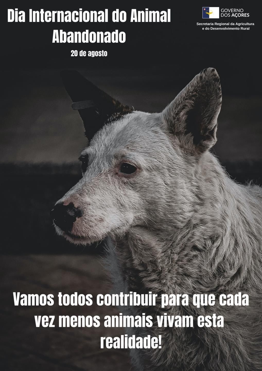 20 de agosto - DIA INTERNACIONAL DO ANIMAL ABANDONADO 