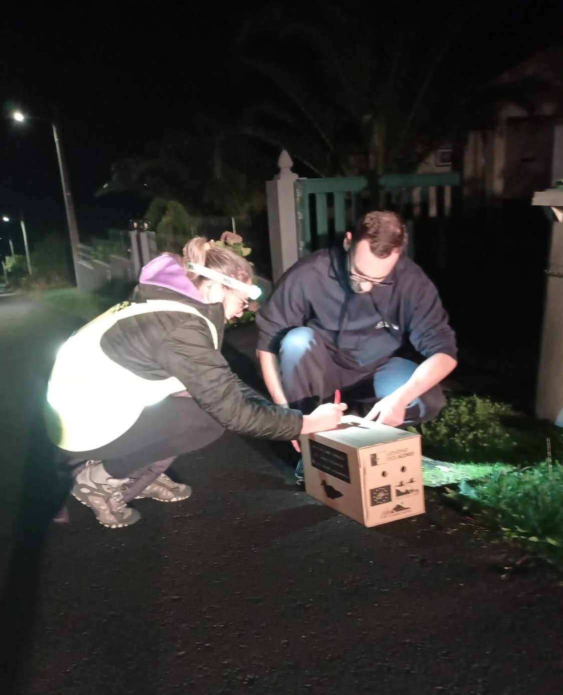 131 cagarros juvenis resgatados pela brigada da Câmara Municipal de São Roque do Pico